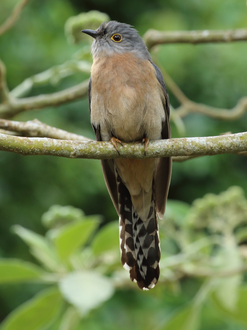 Fan-tailed Cuckoo (Image ID 28847)