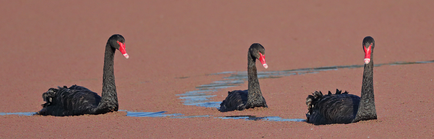 Black Swan (Image ID 28645)
