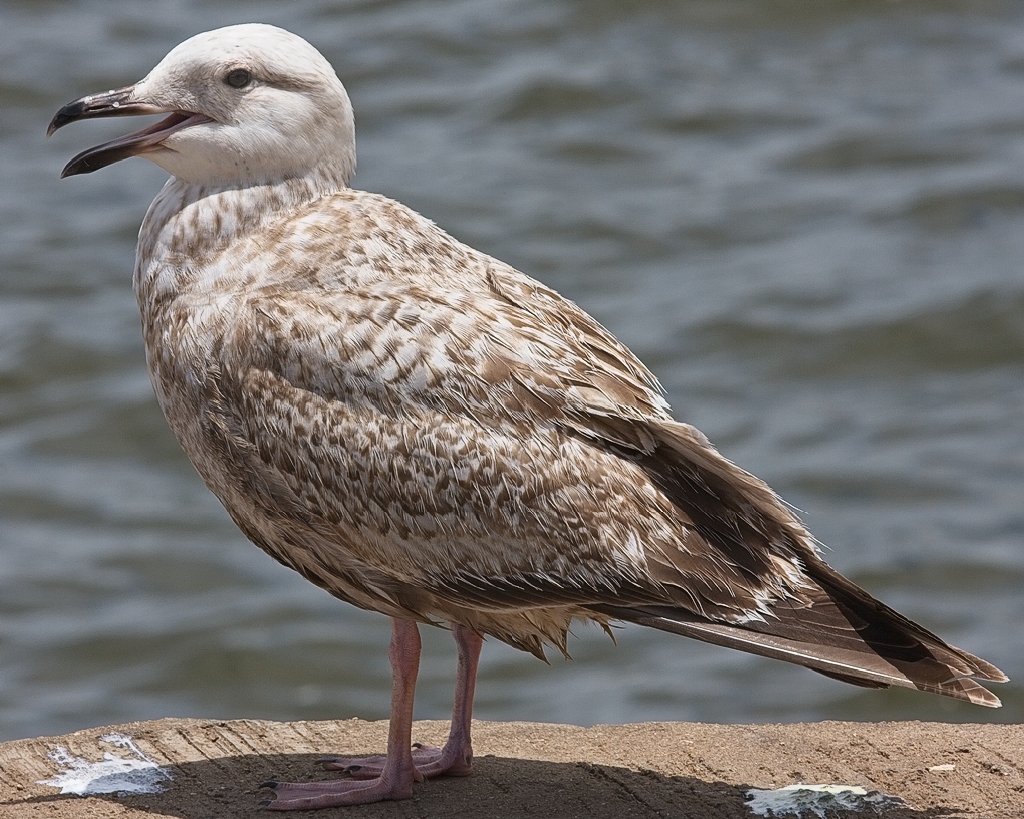 Slaty-backed Gull (Image ID 28783)