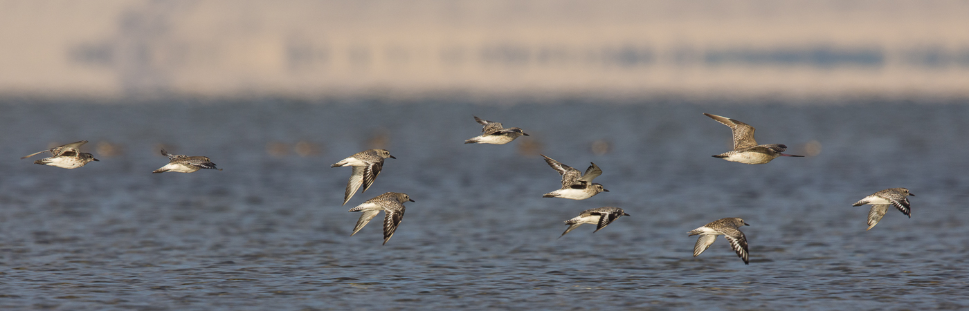 Grey Plover,Bar-tailed Godwit (Image ID 28779)