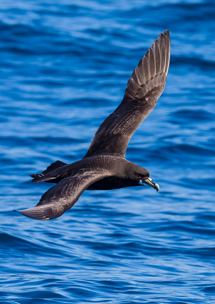 White-chinned Petrel (Image ID 28883)