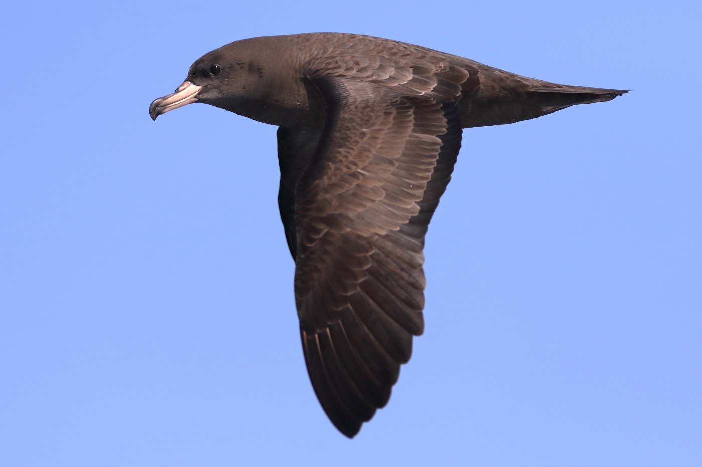 Flesh-footed Shearwater (Image ID 28632)