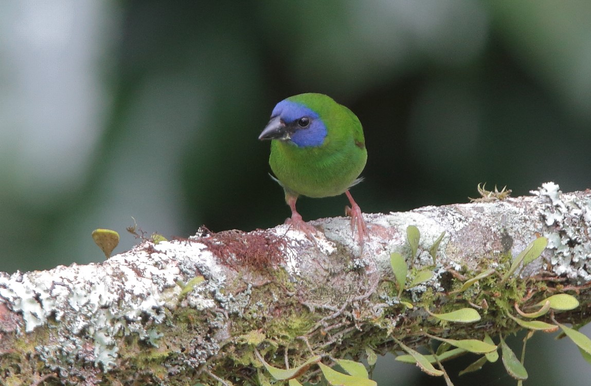 Blue-faced Parrot-Finch (Image ID 28880)
