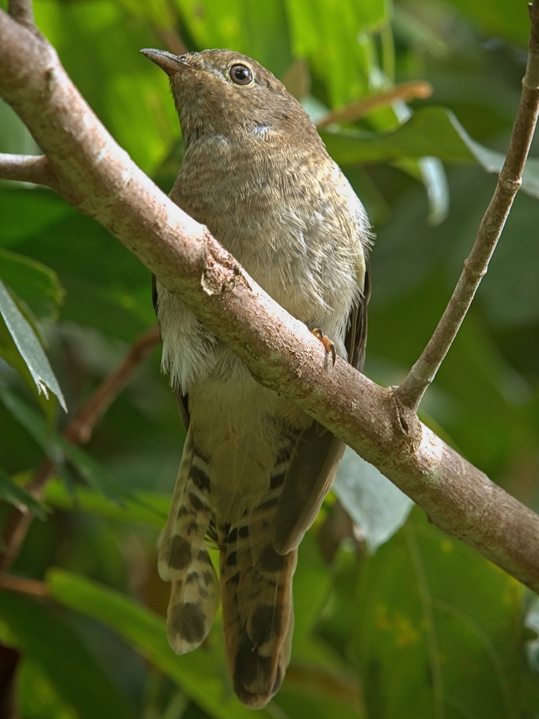Chestnut-breasted Cuckoo (Image ID 28771)