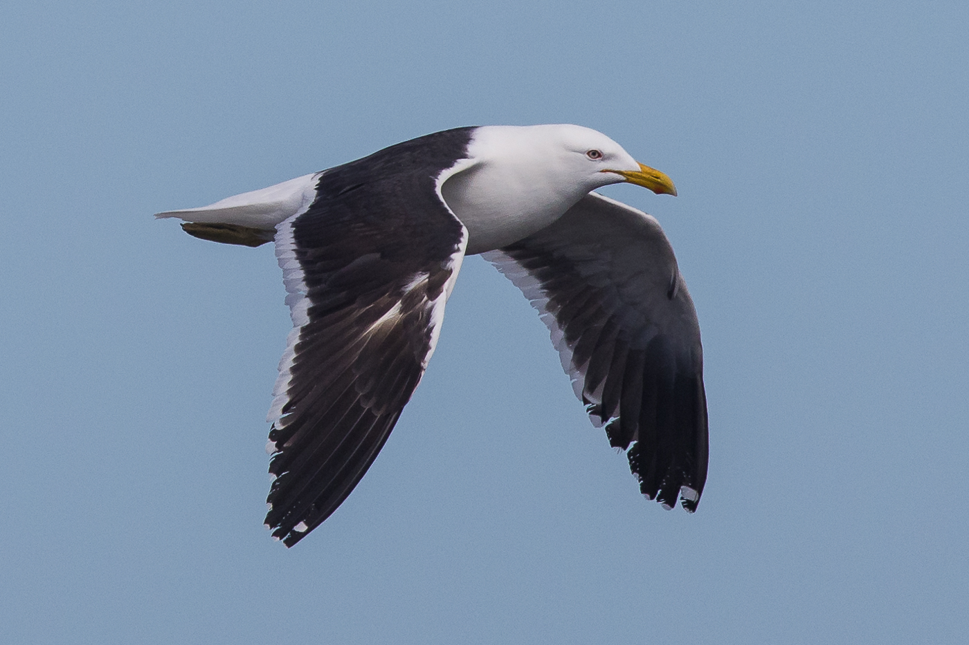 Kelp Gull (Image ID 28886)