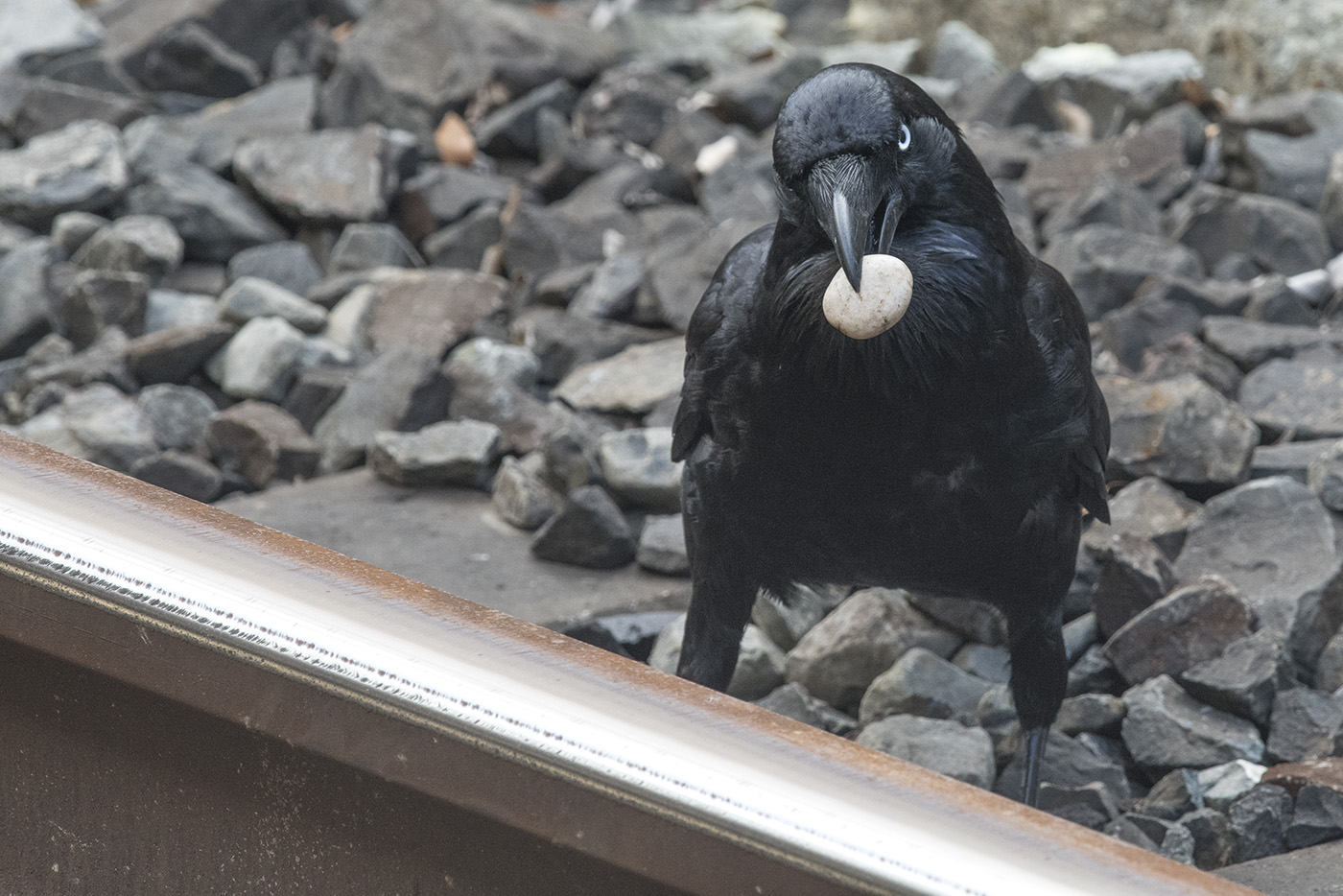 Australian Raven (Image ID 28608)