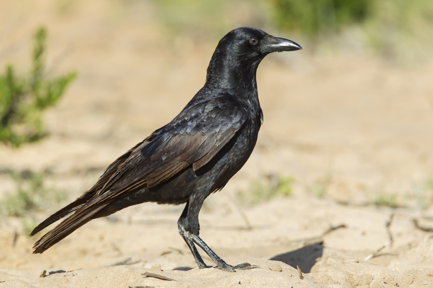 Little Crow (Image ID 28949)