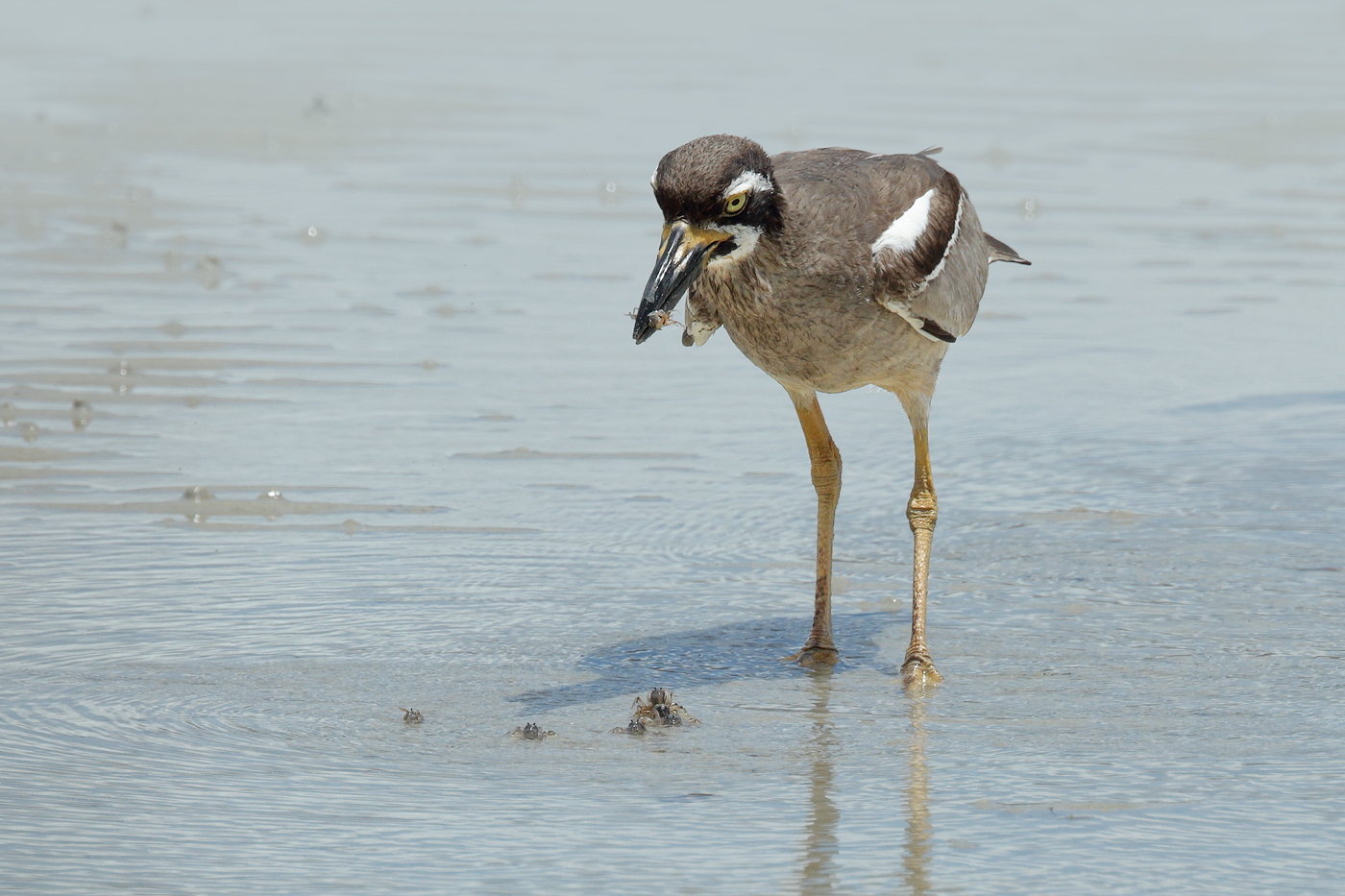 Beach Stone-curlew (Image ID 28839)