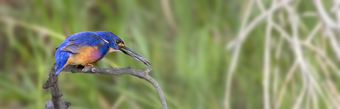 Azure Kingfisher (Image ID 28903)