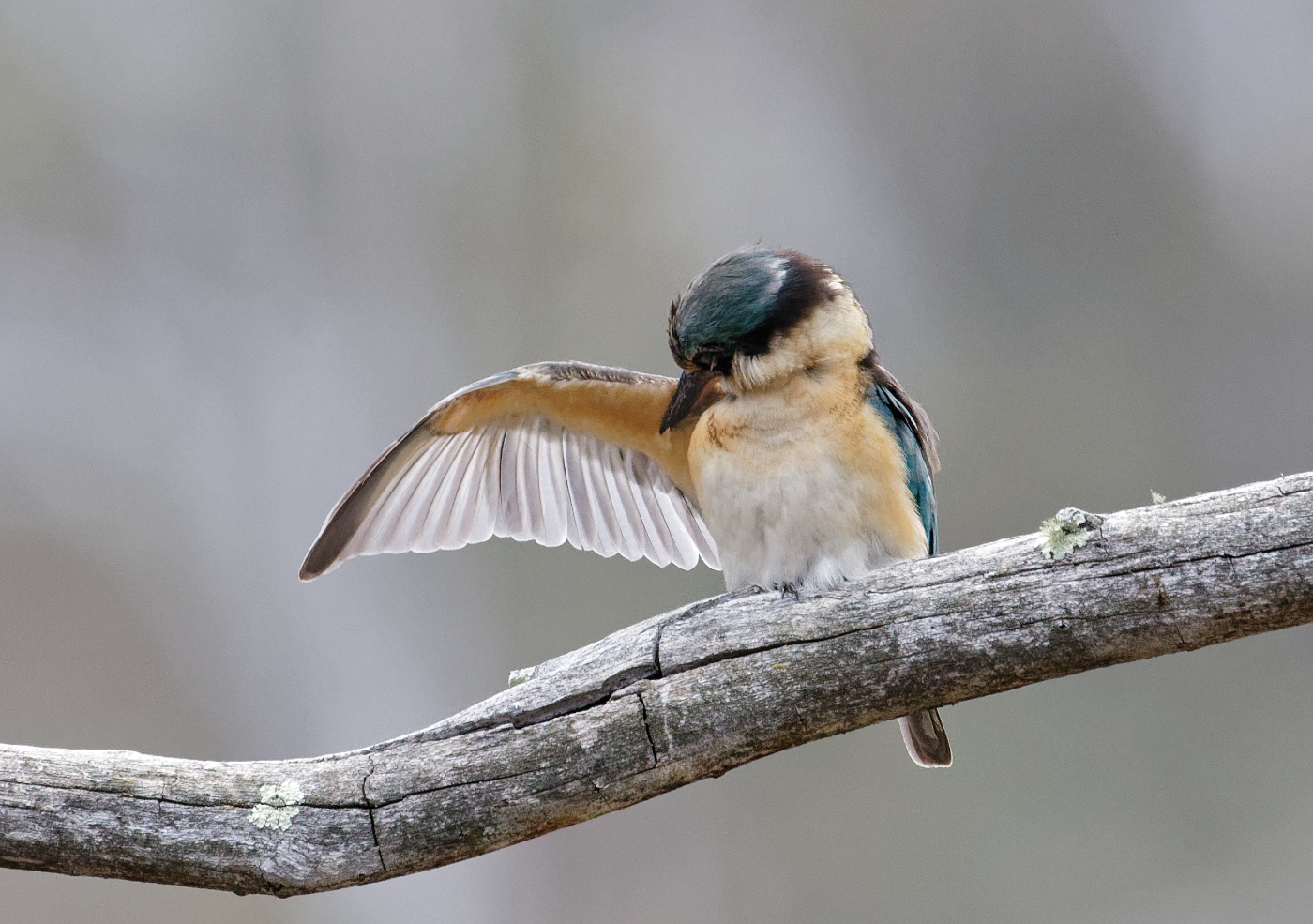 Sacred Kingfisher (Image ID 28726)