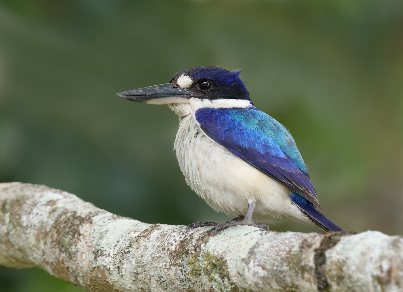 Forest Kingfisher (Image ID 28646)