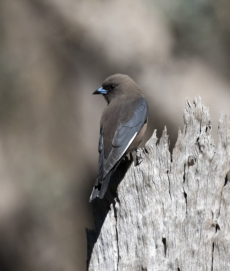 Dusky Woodswallow (Image ID 28910)