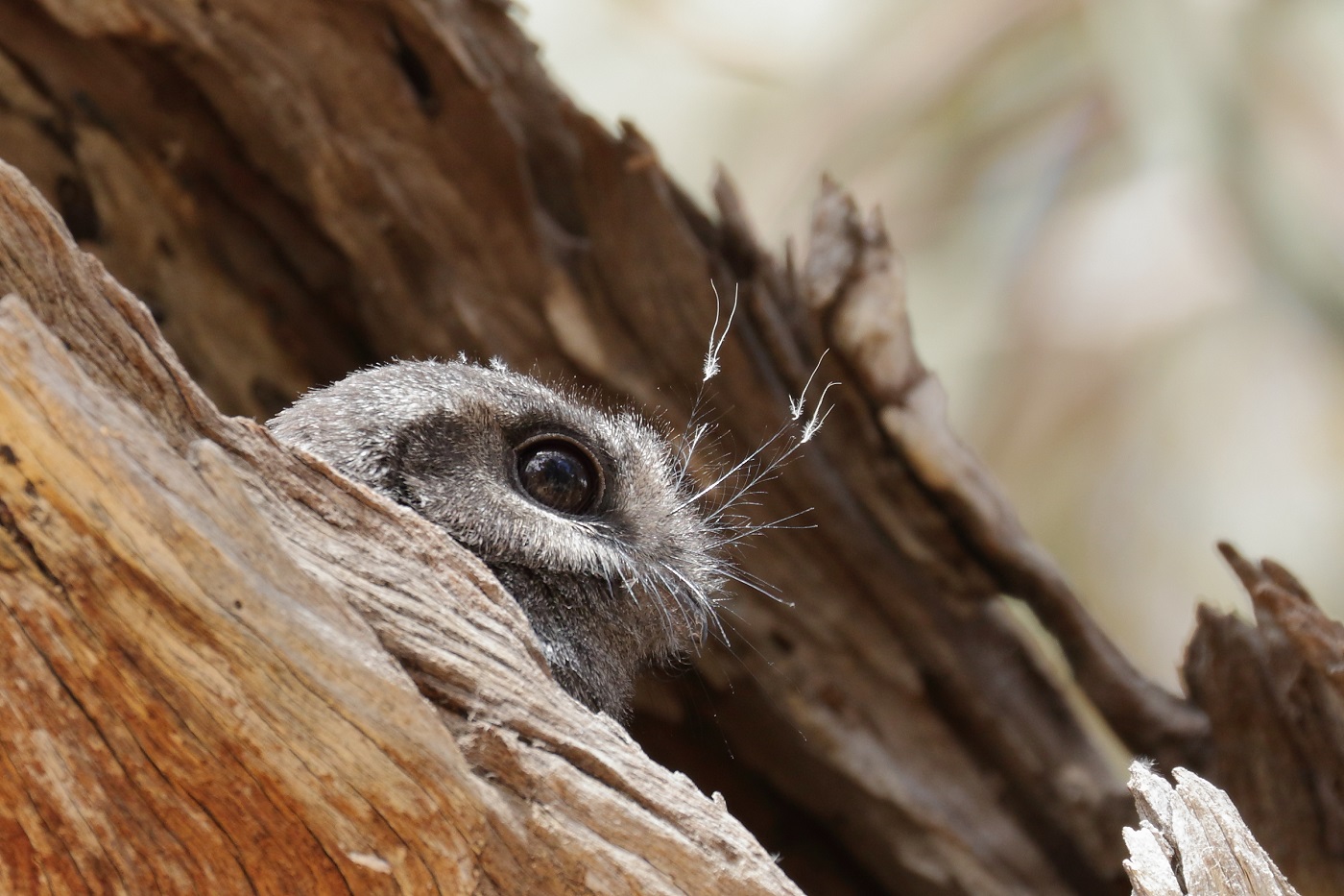 Australian Owlet-nightjar (Image ID 28740)