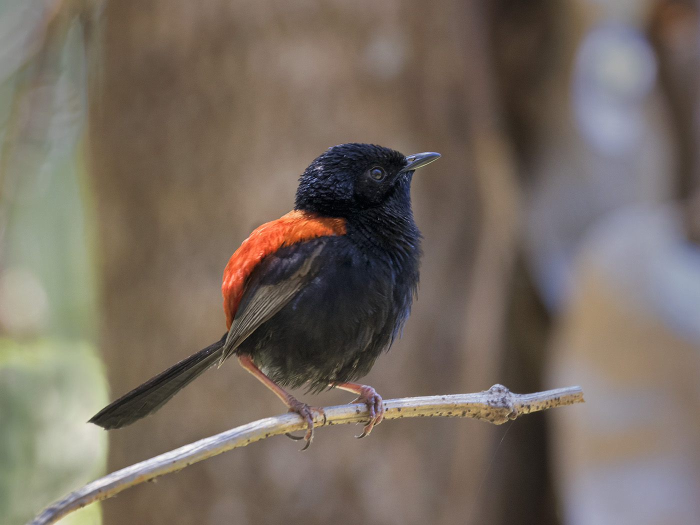 Red-backed Fairy-wren (Image ID 28749)