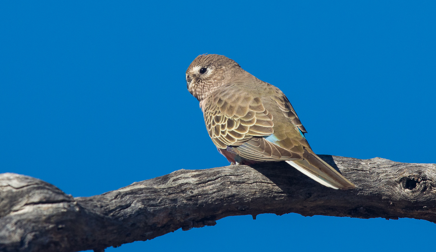 Bourke's Parrot (Image ID 29054)
