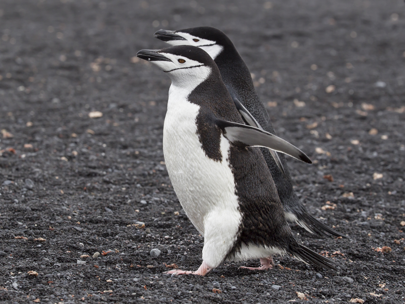 Chinstrap Penguin (Image ID 29166)