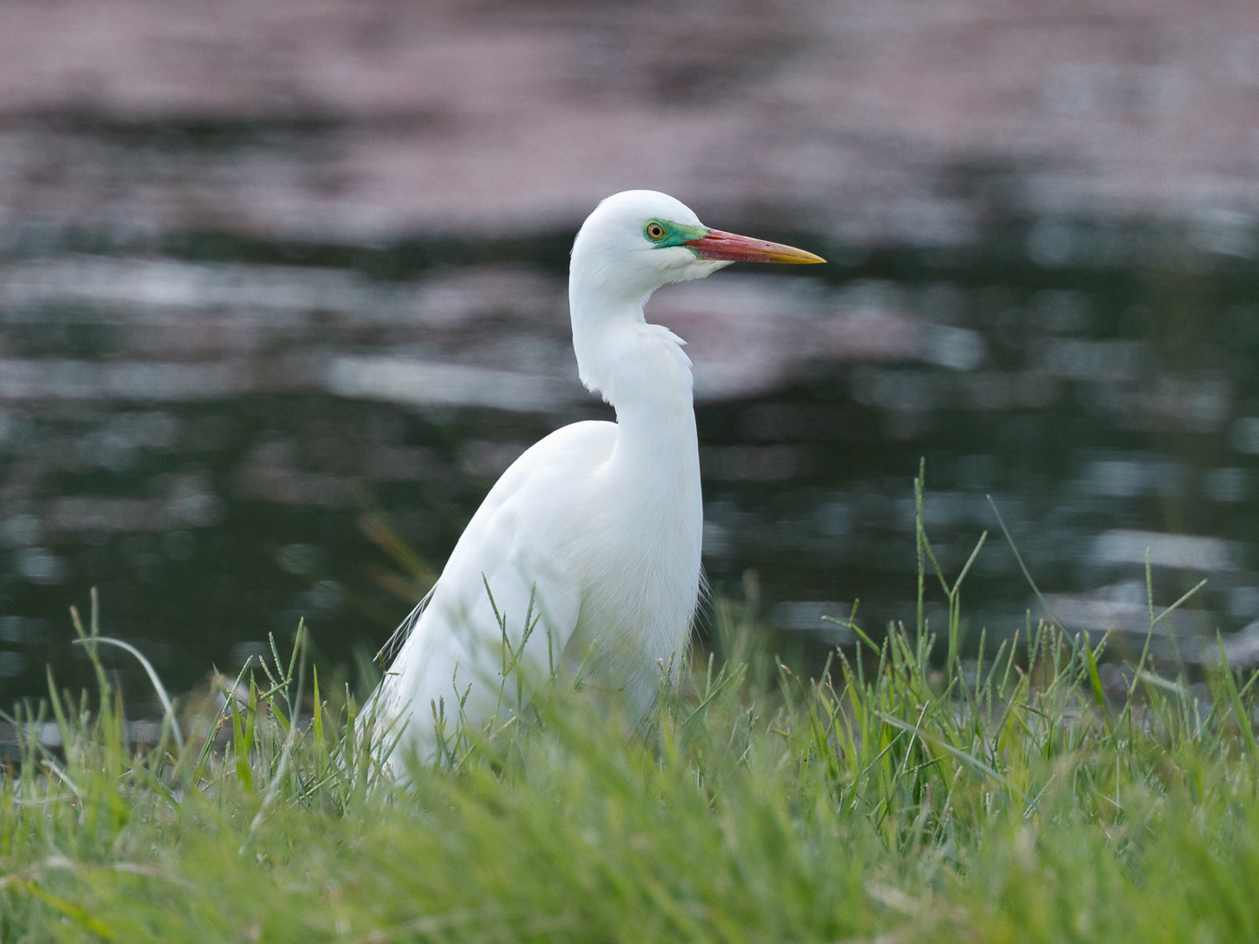 Plumed Egret (Image ID 29129)