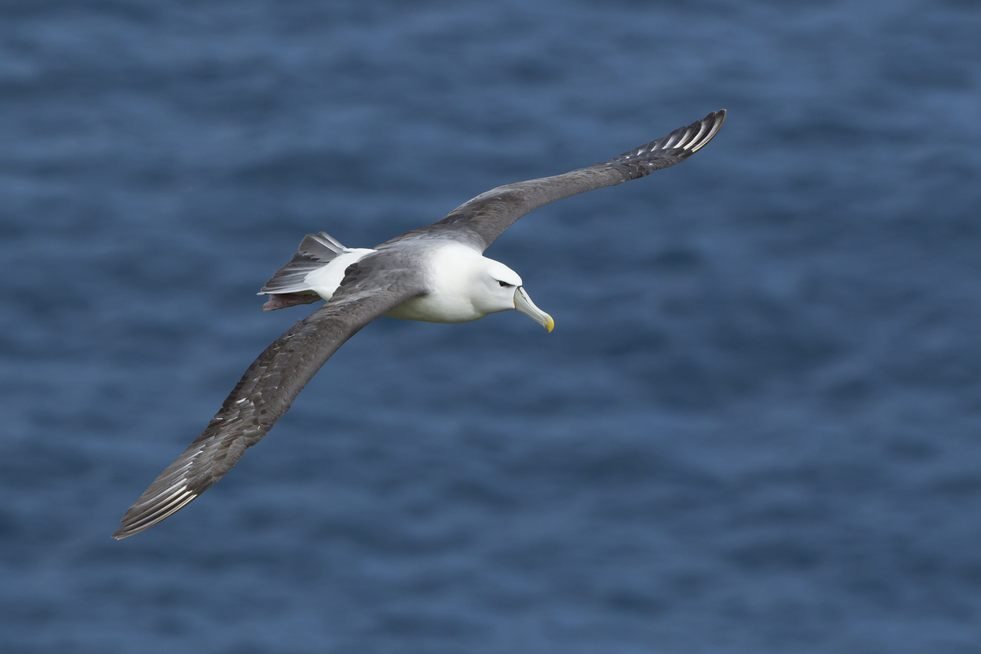 White-capped Albatross (Image ID 29188)