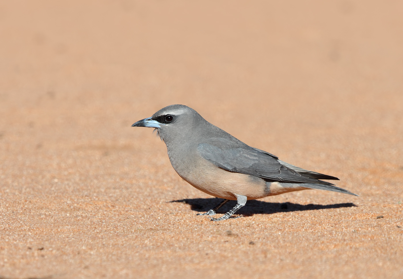 White-browed Woodswallow (Image ID 29077)