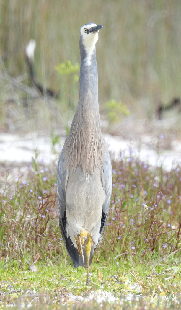 White-faced Heron (Image ID 29136)