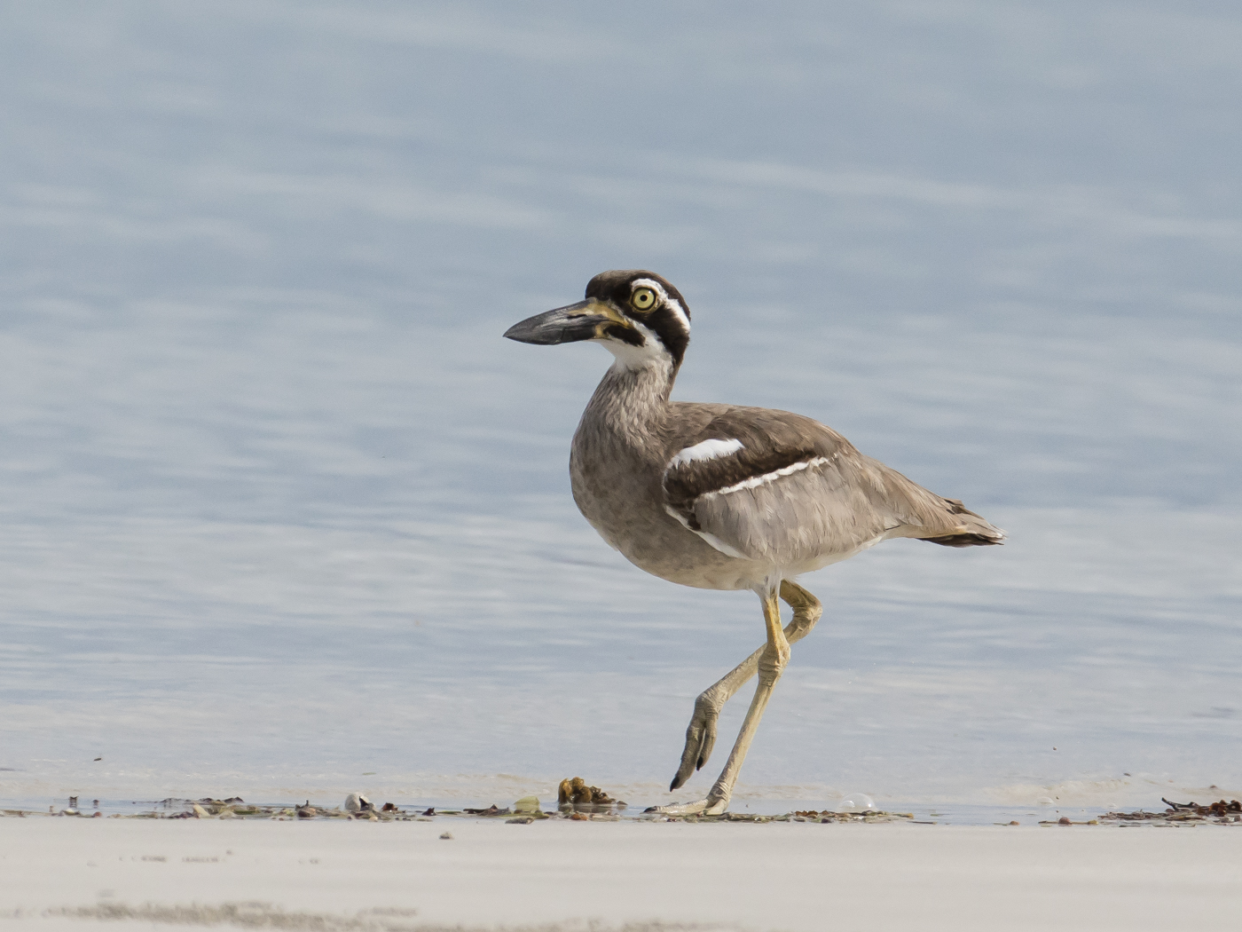 Beach Stone-curlew (Image ID 28995)