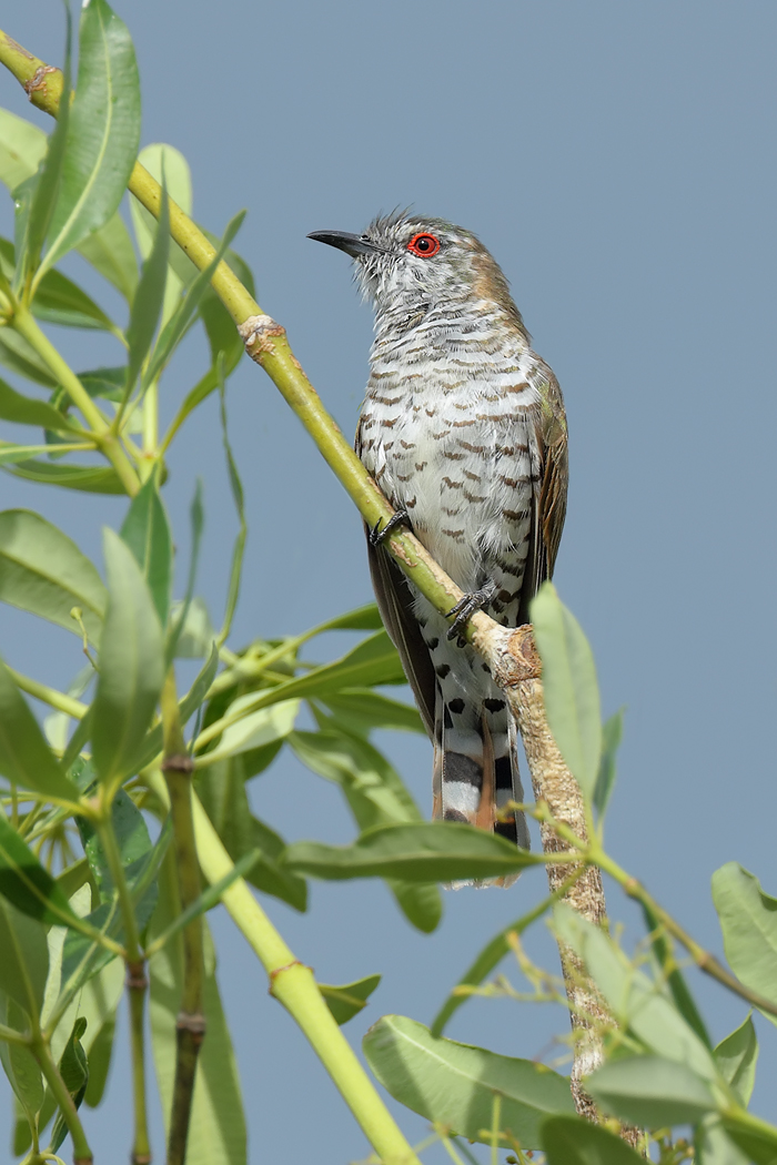 Little Bronze-Cuckoo (Image ID 28990)