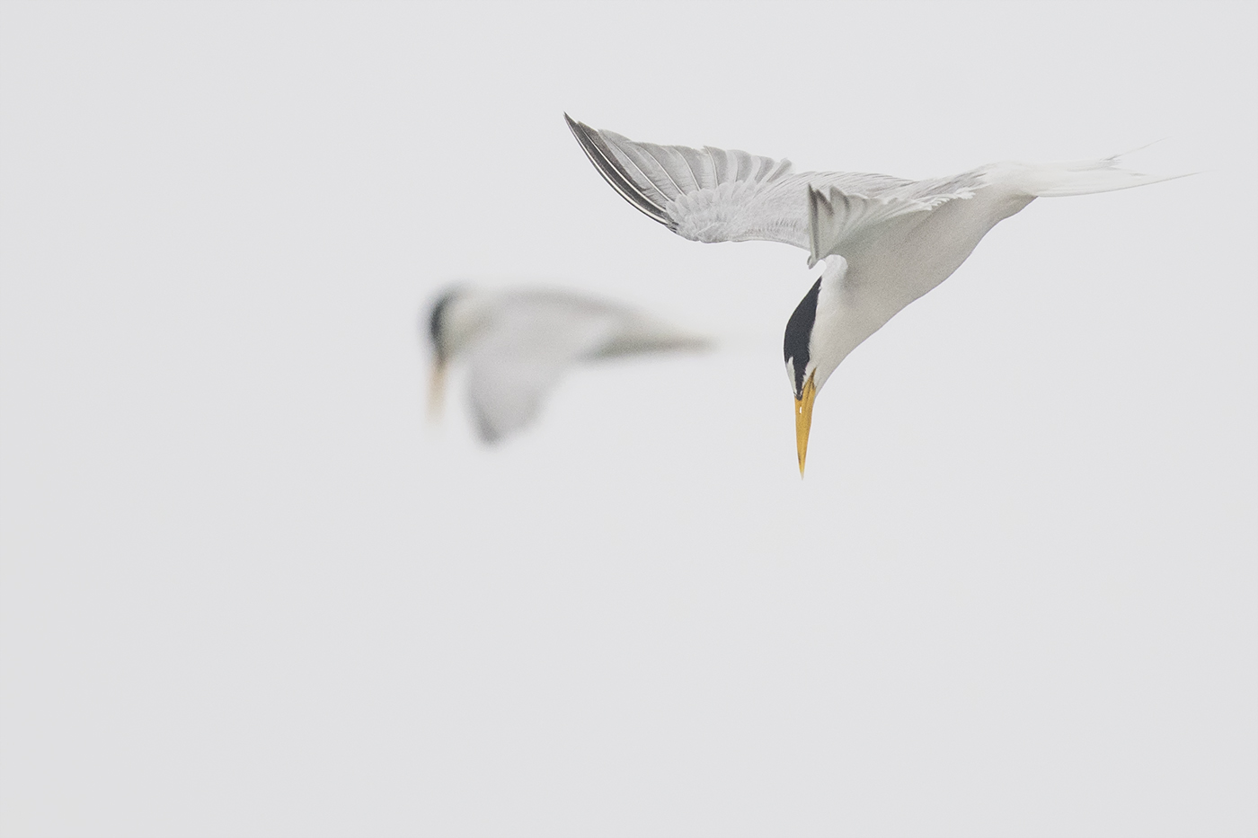 Little Tern (Image ID 29092)