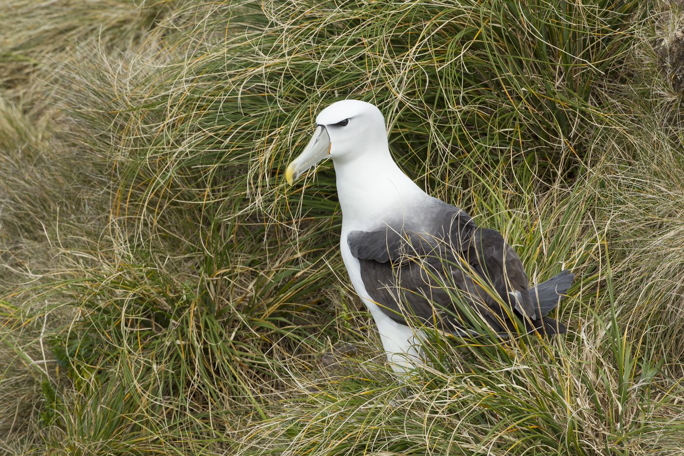 White-capped Albatross (Image ID 29187)