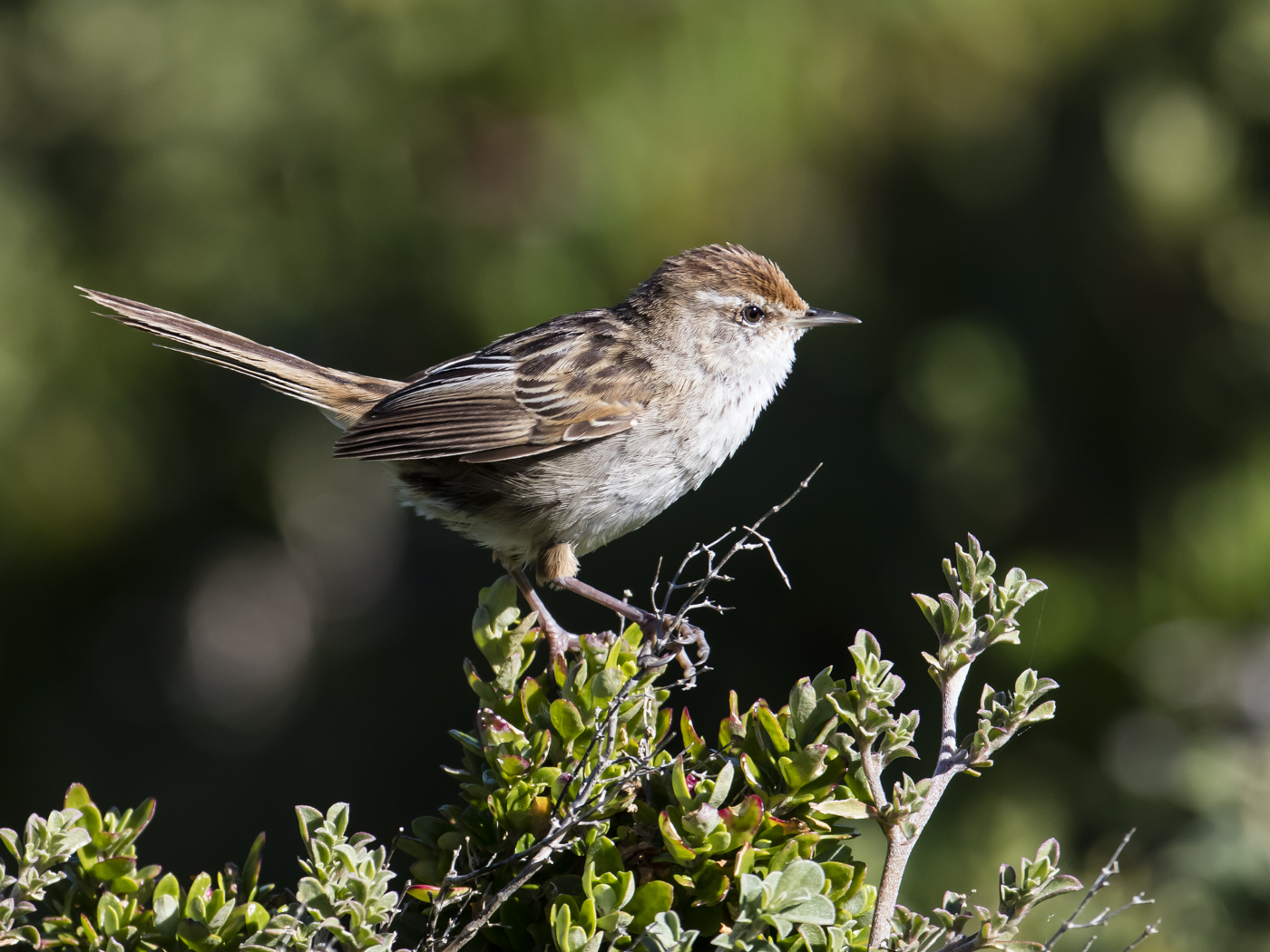 Little Grassbird (Image ID 29144)