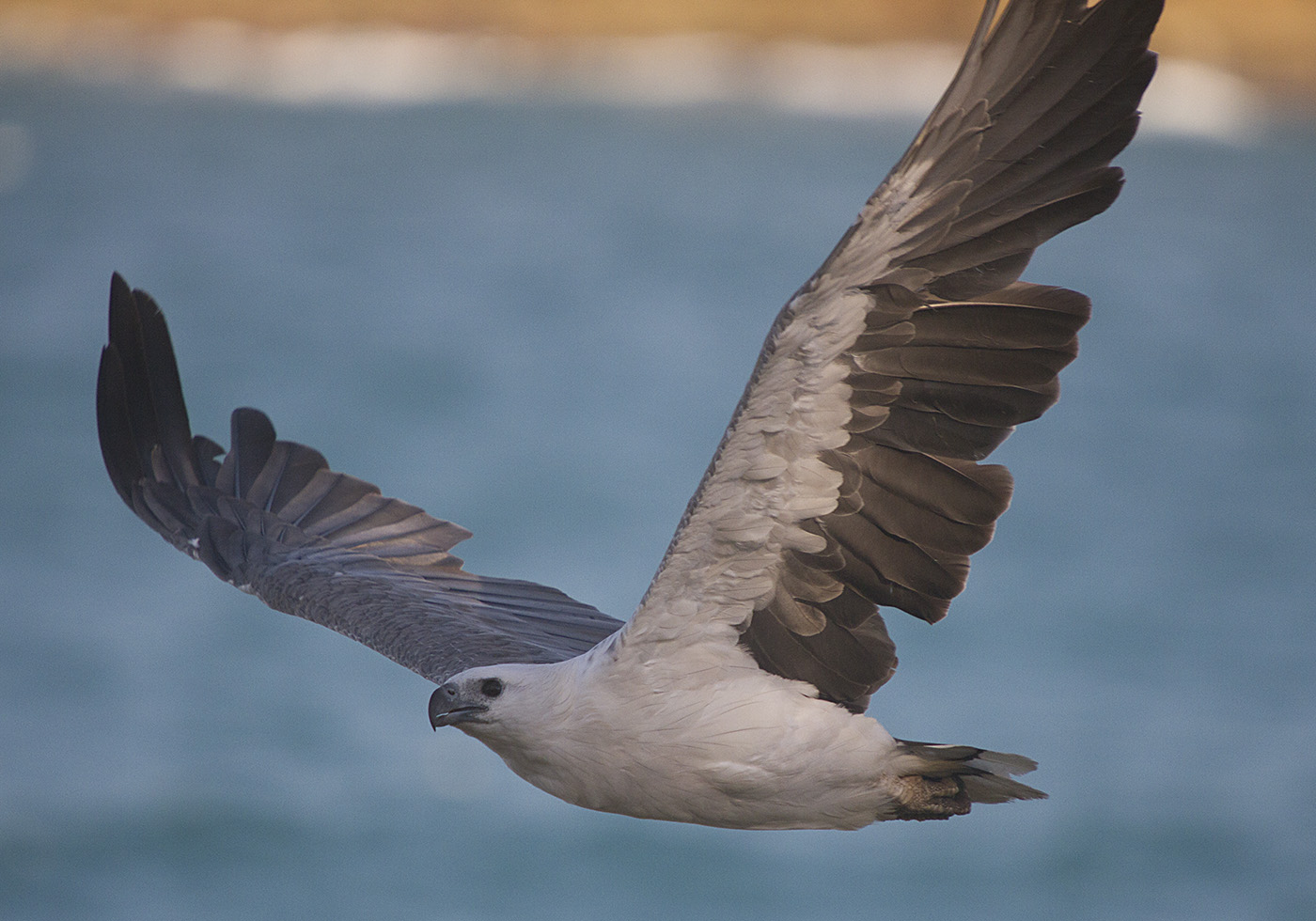 White-bellied Sea-Eagle (Image ID 29290)