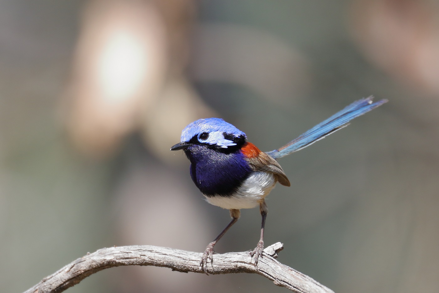 Blue-breasted Fairy-wren (Image ID 29174)