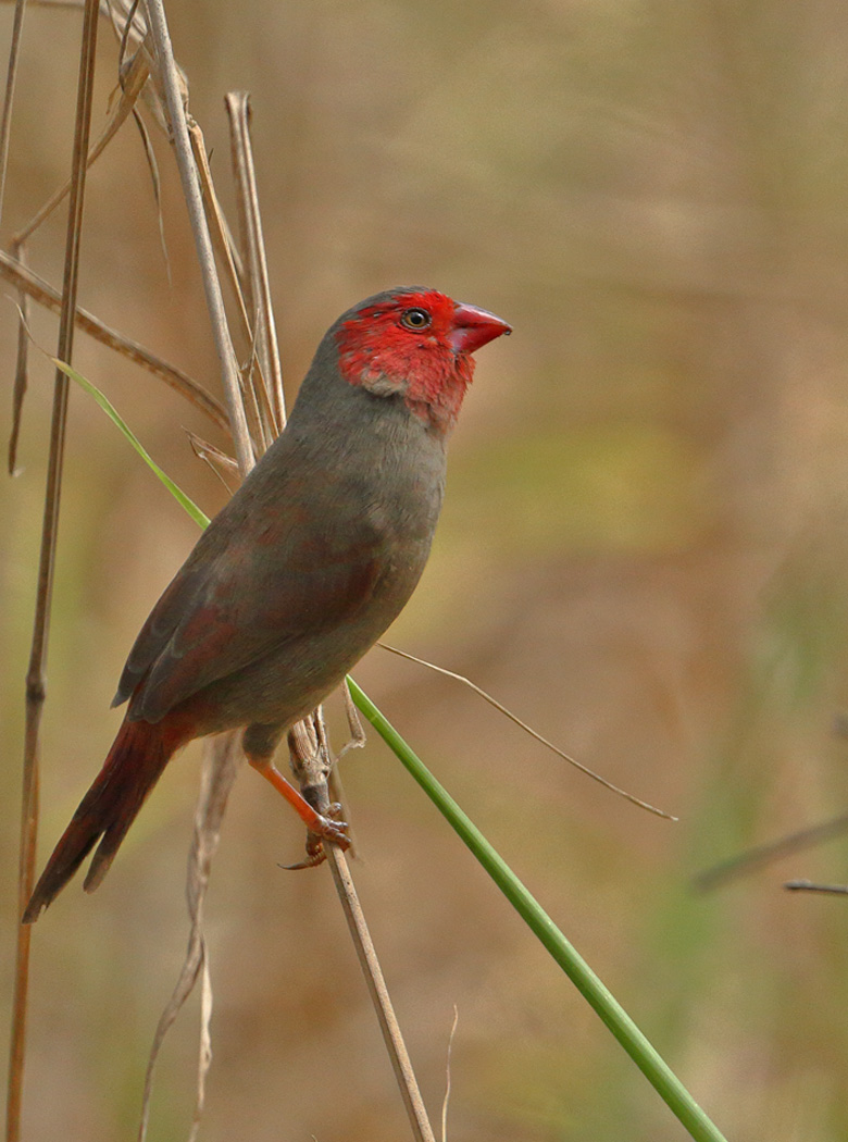 Black-bellied Crimson Finch (Image ID 29262)