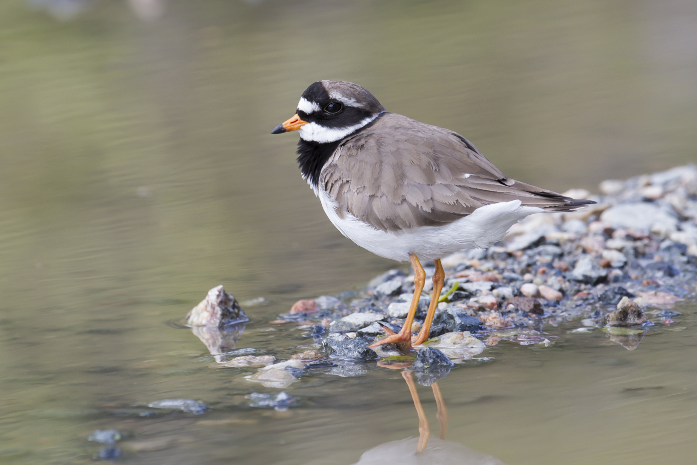 Common Ringed Plover (Image ID 29171)