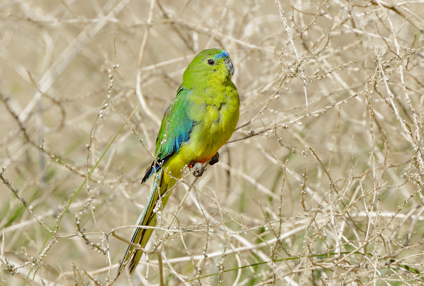Orange-bellied Parrot (Image ID 29042)