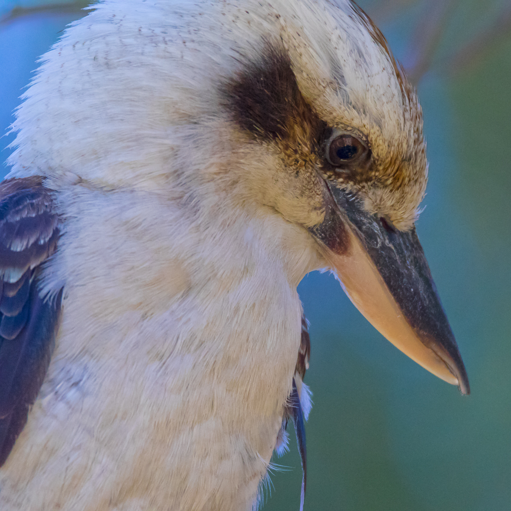 Blue-winged Kookaburra (Image ID 29196)