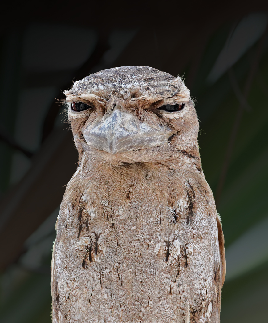 Papuan Frogmouth (Image ID 29117)