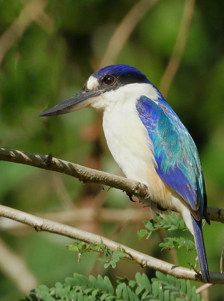 Forest Kingfisher (Image ID 29191)