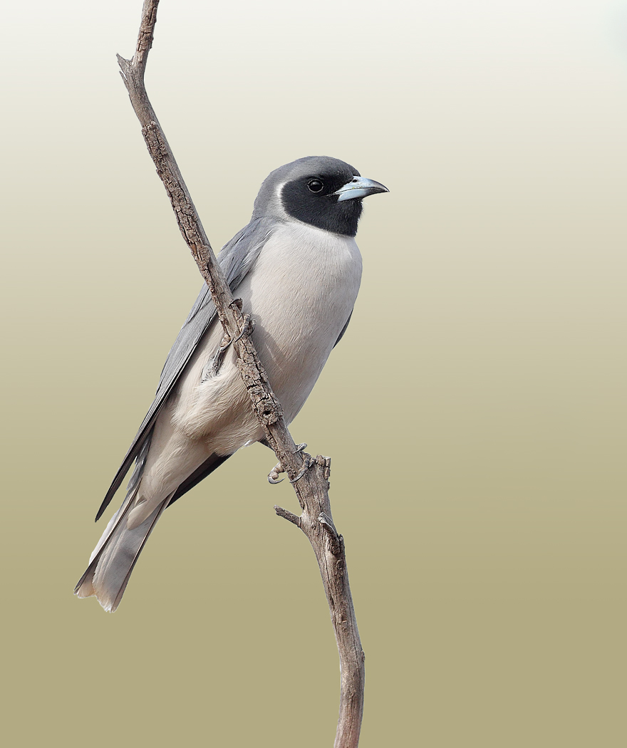 Masked Woodswallow (Image ID 29151)