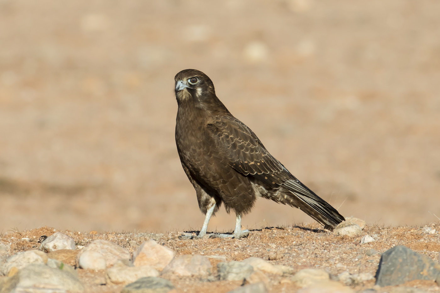 Brown Falcon (Image ID 29036)