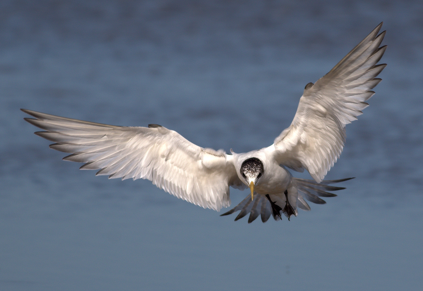 Greater Crested Tern (Image ID 29093)