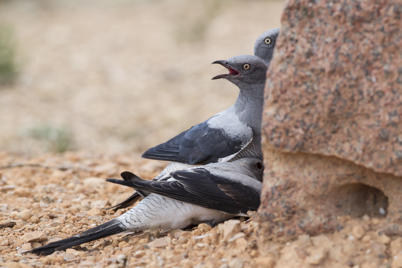 Ground Cuckoo-shrike (Image ID 29029)