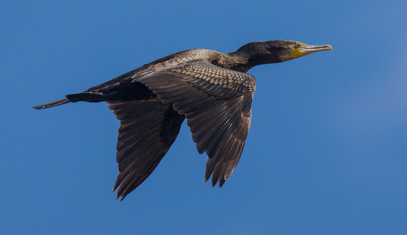 Great Cormorant (Image ID 28978)