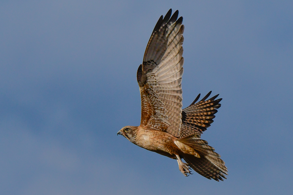 Brown Falcon (Image ID 29114)