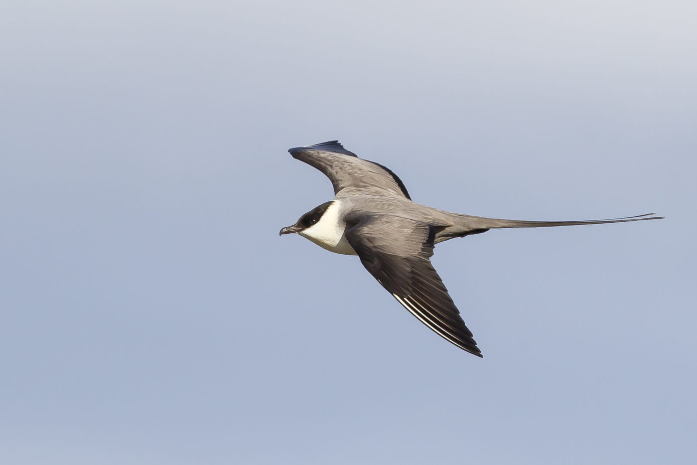 Long-tailed Jaeger (Image ID 29180)