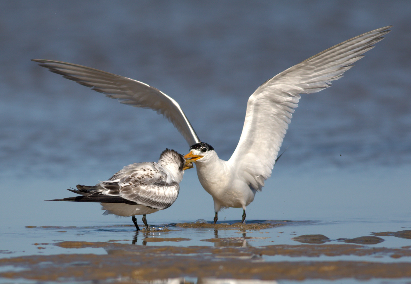 Greater Crested Tern (Image ID 29091)