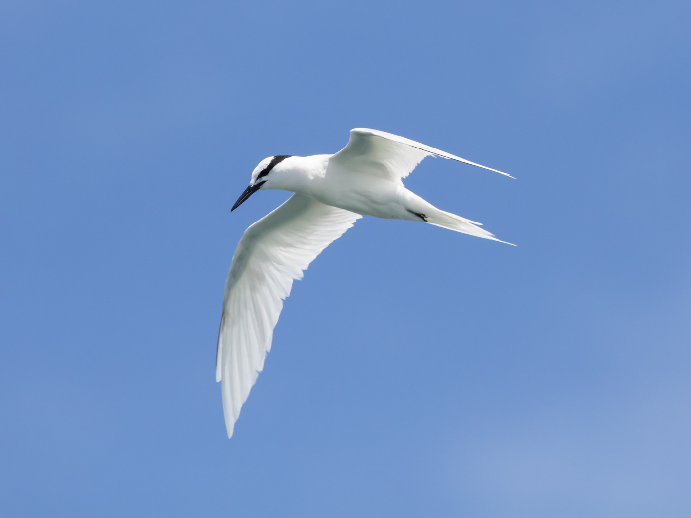Black-naped Tern (Image ID 29152)