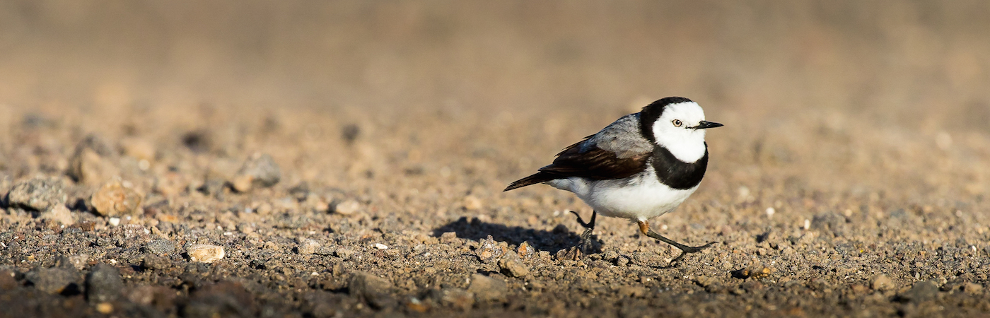 White-fronted Chat (Image ID 29219)