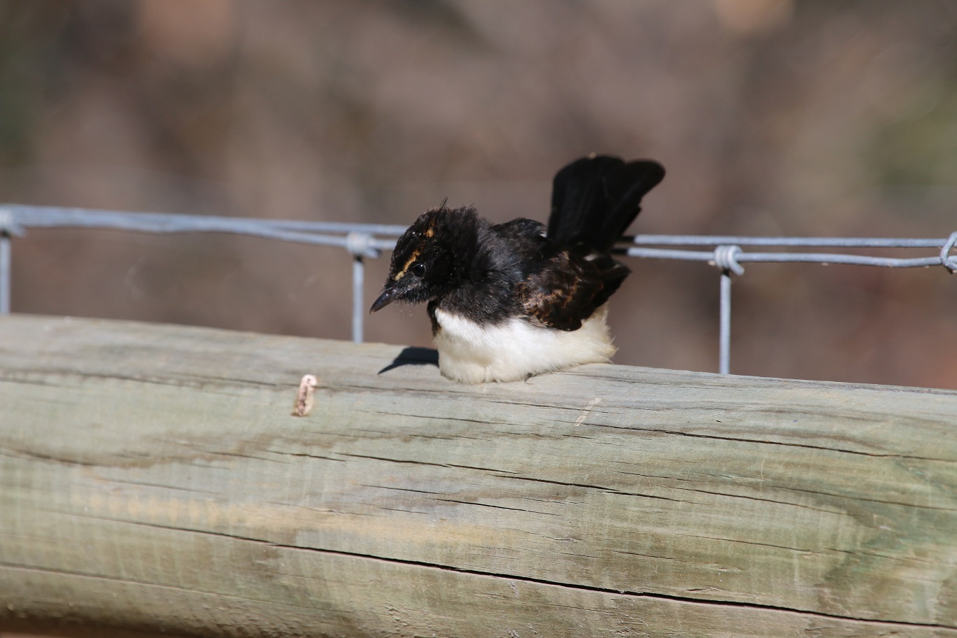 Willie Wagtail (Image ID 29122)