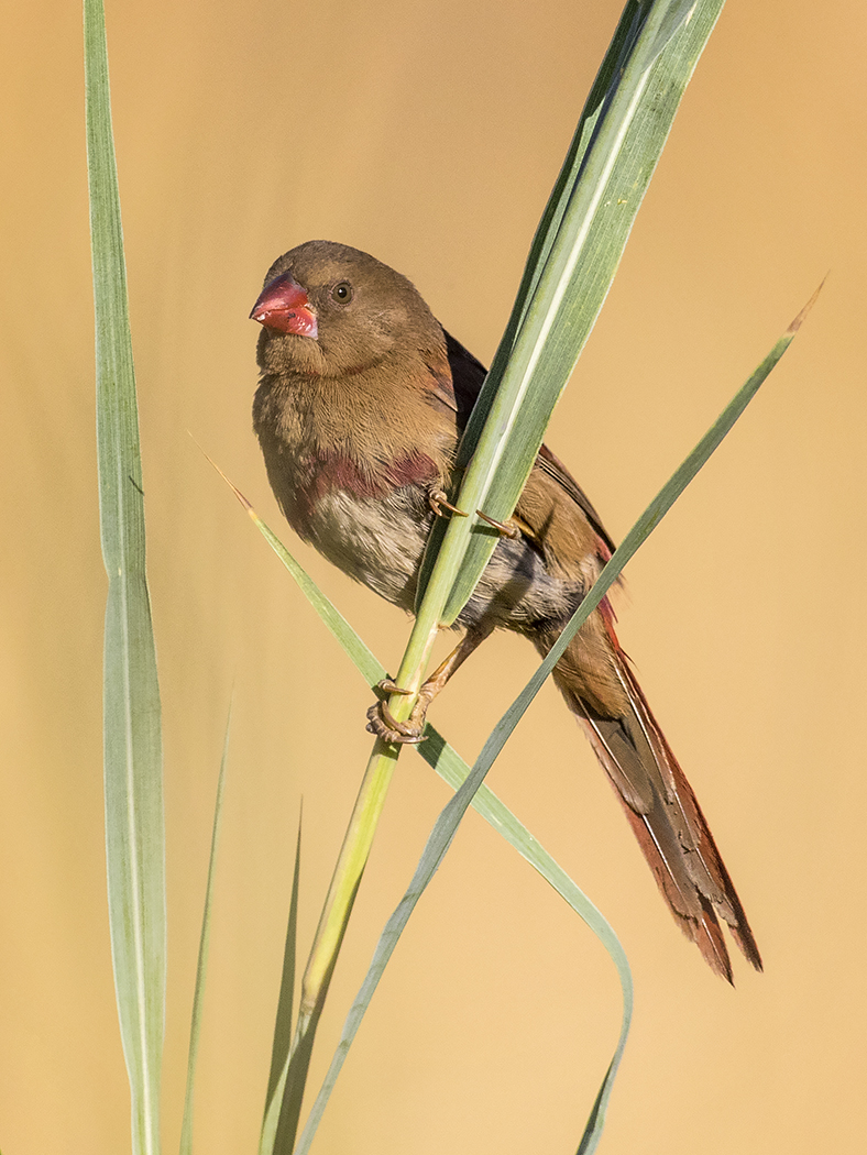 Black-bellied Crimson Finch (Image ID 29454)