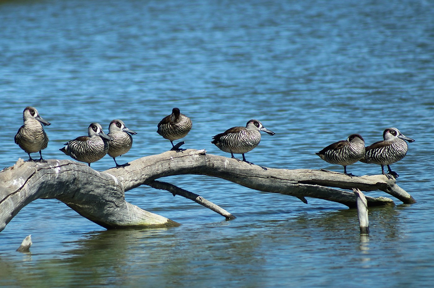 Pink-eared Duck (Image ID 29323)